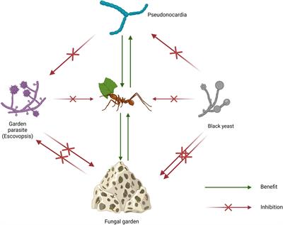 Actinomycetes associated with hymenopteran insects: a promising source of bioactive natural products